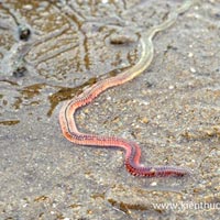 Tin tức trong ngày - Xuất hiện "con rết biển" giống Rồng thời Lý