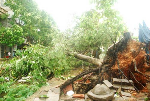 Lào Cai: Lốc xoáy, hàng trăm cây xanh bật gốc - 2