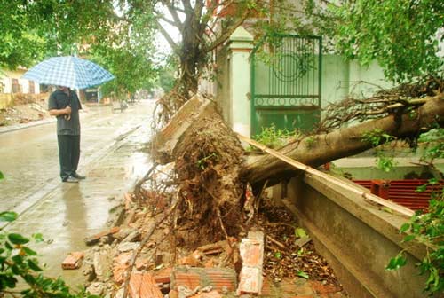 Lào Cai: Lốc xoáy, hàng trăm cây xanh bật gốc - 3