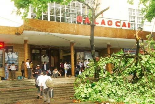 Lào Cai: Lốc xoáy, hàng trăm cây xanh bật gốc - 4