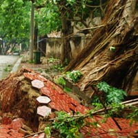 Tin tức trong ngày - Lào Cai: Lốc xoáy, hàng trăm cây xanh bật gốc