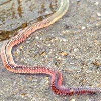 Tin tức trong ngày - “Rết biển” giống rồng thời Lý là... giun