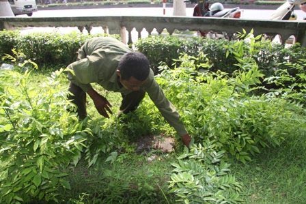 Sưa "mặc quần bê tông", trộm vẫn viếng thăm - 2