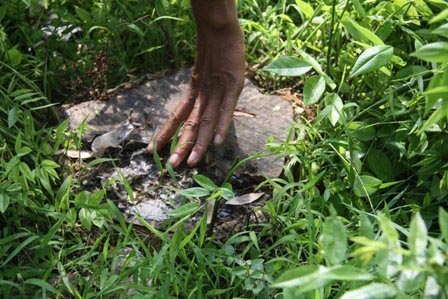 Sưa "mặc quần bê tông", trộm vẫn viếng thăm - 3