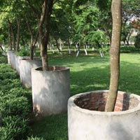Tin tức trong ngày - Sưa "mặc quần bê tông", trộm vẫn viếng thăm