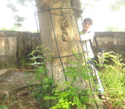 Những tuyệt chiêu bảo vệ cây sưa quý - 2