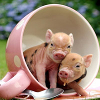 Phi thường - kỳ quặc - 2 chú heo nằm lọt chiếc cốc nhỏ