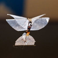 Tin tức trong ngày - Israel phát triển “bướm” do thám