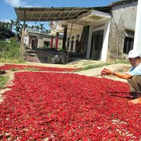 Thị trường - Tiêu dùng - Cạch mặt gian thương Trung Quốc