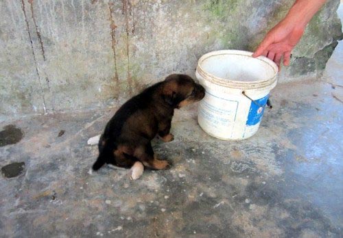 Kỳ lạ chó 6 chân, 2 bộ phận sinh dục - 2