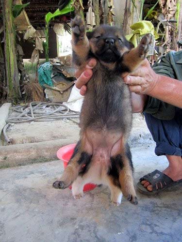 Kỳ lạ chó 6 chân, 2 bộ phận sinh dục - 3