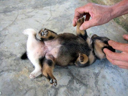 Kỳ lạ chó 6 chân, 2 bộ phận sinh dục - 4