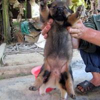 Tin tức trong ngày - Kỳ lạ chó 6 chân, 2 bộ phận sinh dục