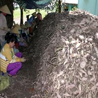 Thị trường - Tiêu dùng - Nạn nhân của thương lái Việt Nam lẫn TQ