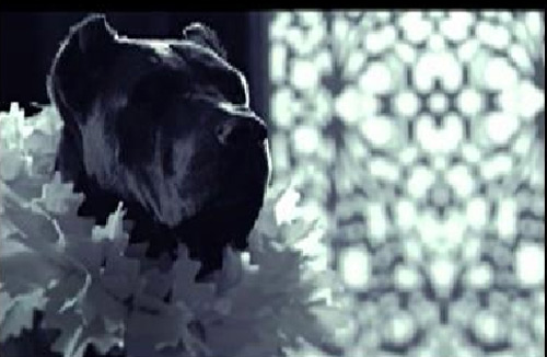 Ca khúc Hàn sỉ nhục nam giới? - 2