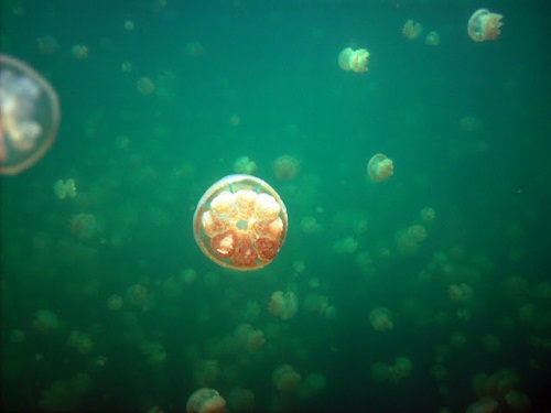 Hồ sứa nước mặn tuyệt đẹp ở Palau - 2