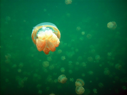 Hồ sứa nước mặn tuyệt đẹp ở Palau - 3