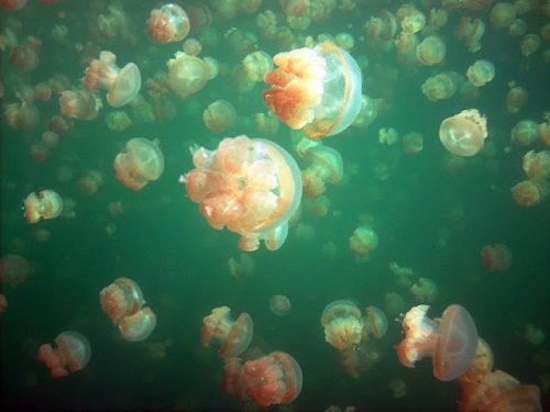 Hồ sứa nước mặn tuyệt đẹp ở Palau - 4