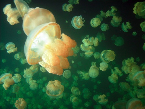 Hồ sứa nước mặn tuyệt đẹp ở Palau - 5