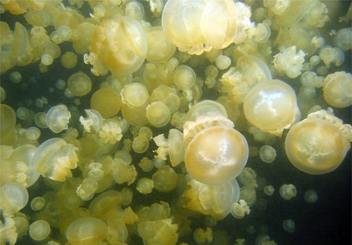 Hồ sứa nước mặn tuyệt đẹp ở Palau - 6