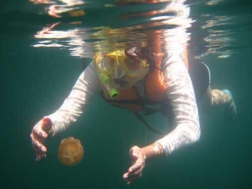 Hồ sứa nước mặn tuyệt đẹp ở Palau - 11