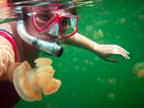 Hồ sứa nước mặn tuyệt đẹp ở Palau - 12