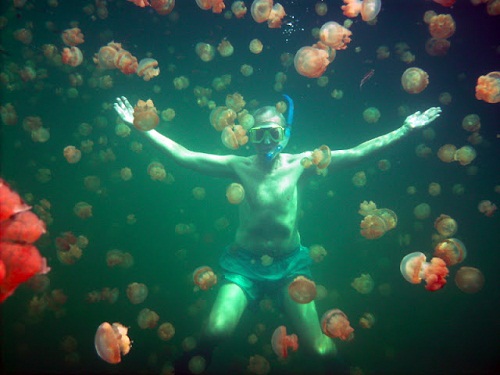 Hồ sứa nước mặn tuyệt đẹp ở Palau - 8