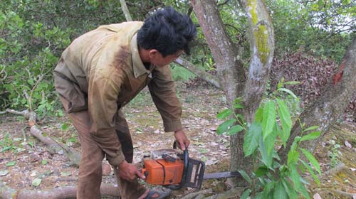 Chặt nát vườn điều để trồng cao su - 1