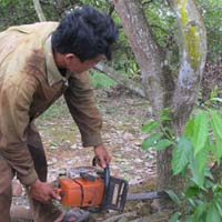 Thị trường - Tiêu dùng - Chặt nát vườn điều để trồng cao su