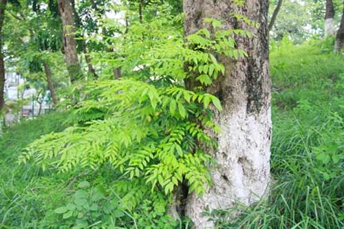 Vờ ôm nhau dưới gốc cây để cưa trộm sưa - 2