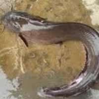 Sức khỏe đời sống - Tử vong vì  bị cá ngạnh đâm