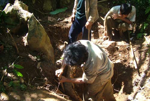 Rừng tan nát vì cơn lốc sưa - 2