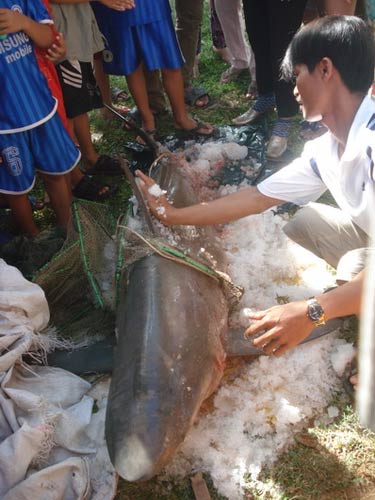 Cá mập 80kg mắc lưới ngư dân - 1