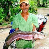 Tin tức trong ngày - Cá lóc khủng leo lên mương... "săn" vịt