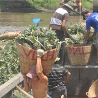 Thị trường - Tiêu dùng - Thương lái TQ mua dứa đột nhiên biến mất