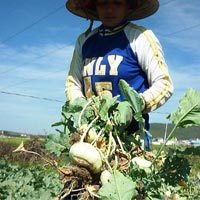 Thị trường - Tiêu dùng - Trung Quốc lại "đánh cắp" thương hiệu
