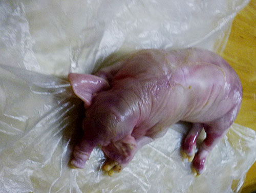 Chuyên gia lý giải hiện tượng “heo đẻ voi” - 1