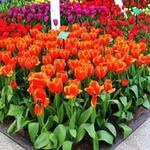 Du lịch - Ngất ngây giữa rừng hoa tulip ở 'khu vườn châu Âu'