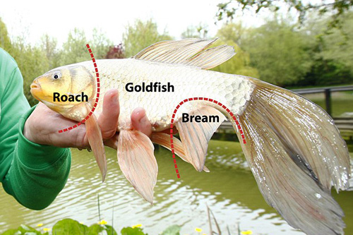 Chú cá kỳ lạ mang gen "thập cẩm" - 2