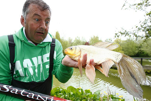 Chú cá kỳ lạ mang gen "thập cẩm" - 1