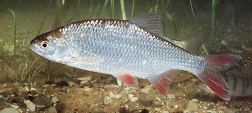 Chú cá kỳ lạ mang gen "thập cẩm" - 5