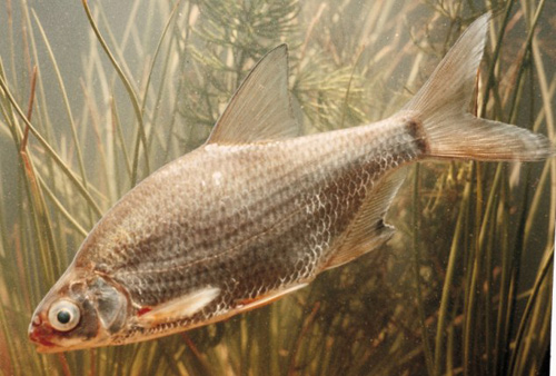 Chú cá kỳ lạ mang gen "thập cẩm" - 4