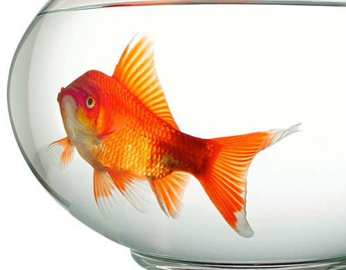 Chú cá kỳ lạ mang gen "thập cẩm" - 3