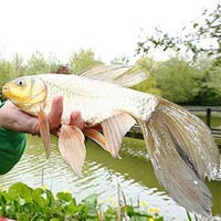 Tin tức trong ngày - Anh: Bất ngờ câu được cá vàng lai... cá chép