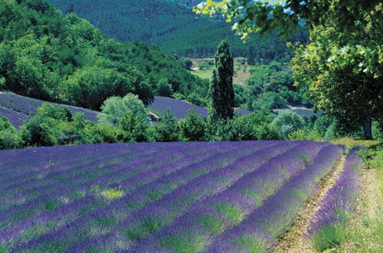 Nước Pháp tháng 6 – rợp trời lavender - 1