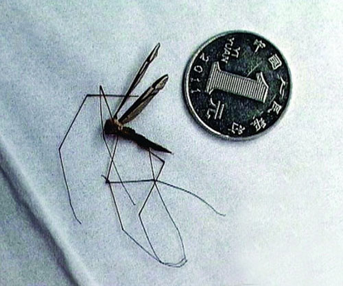 Sốc với con muỗi to bằng… đồng xu - 1