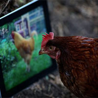 Phi thường - kỳ quặc - Gà mái chỉ đẻ trứng khi có "bạn đời" iPad