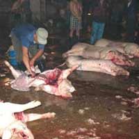 Sức khỏe đời sống - Kỳ dị "chiêu" tăng cường sức khỏe của "đồ tể"