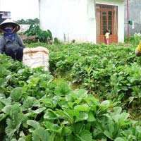 Thị trường - Tiêu dùng - Hết thời dâu tây