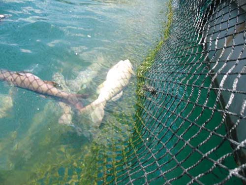 Bè cá TQ trên vịnh Cam Ranh: Nhiều sai phạm - 1